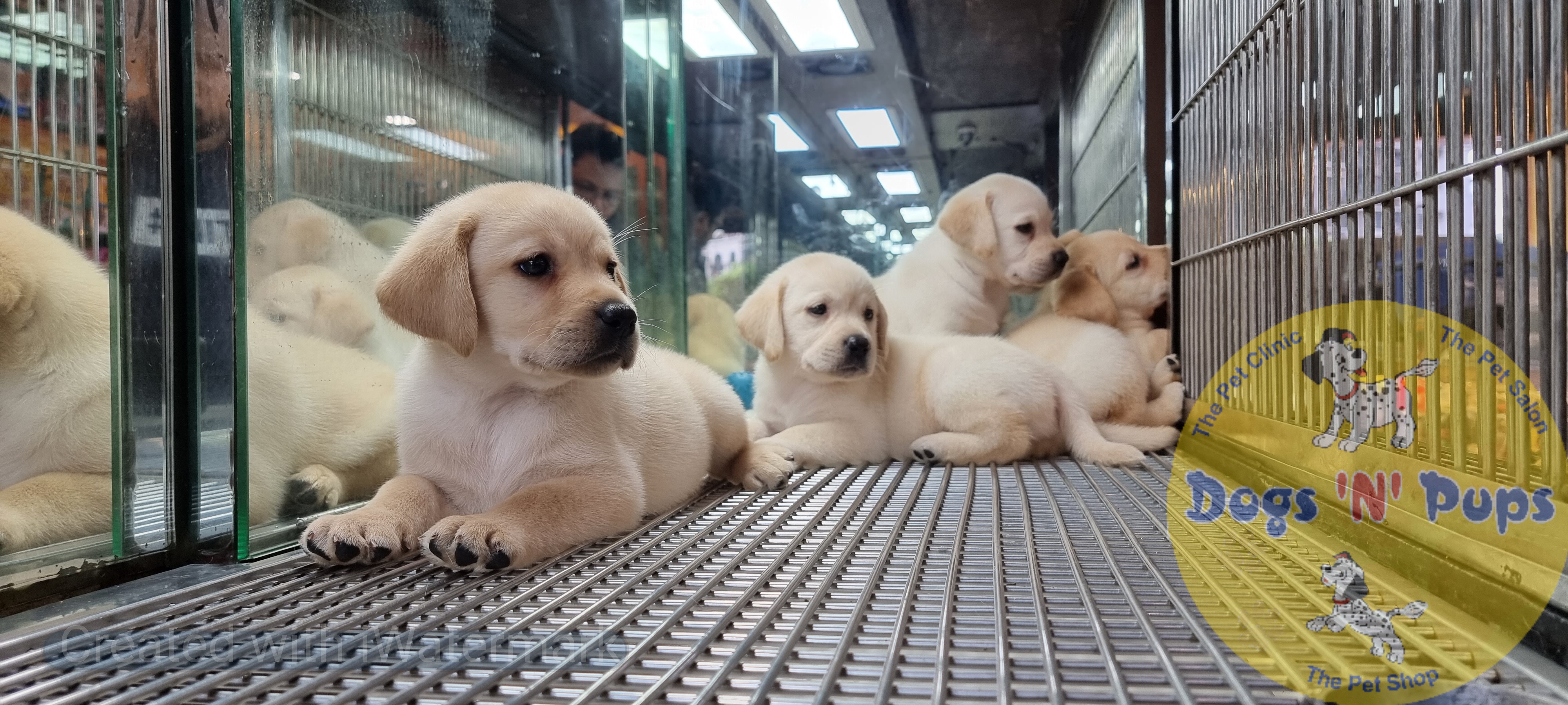 Labrador puppies  image 12