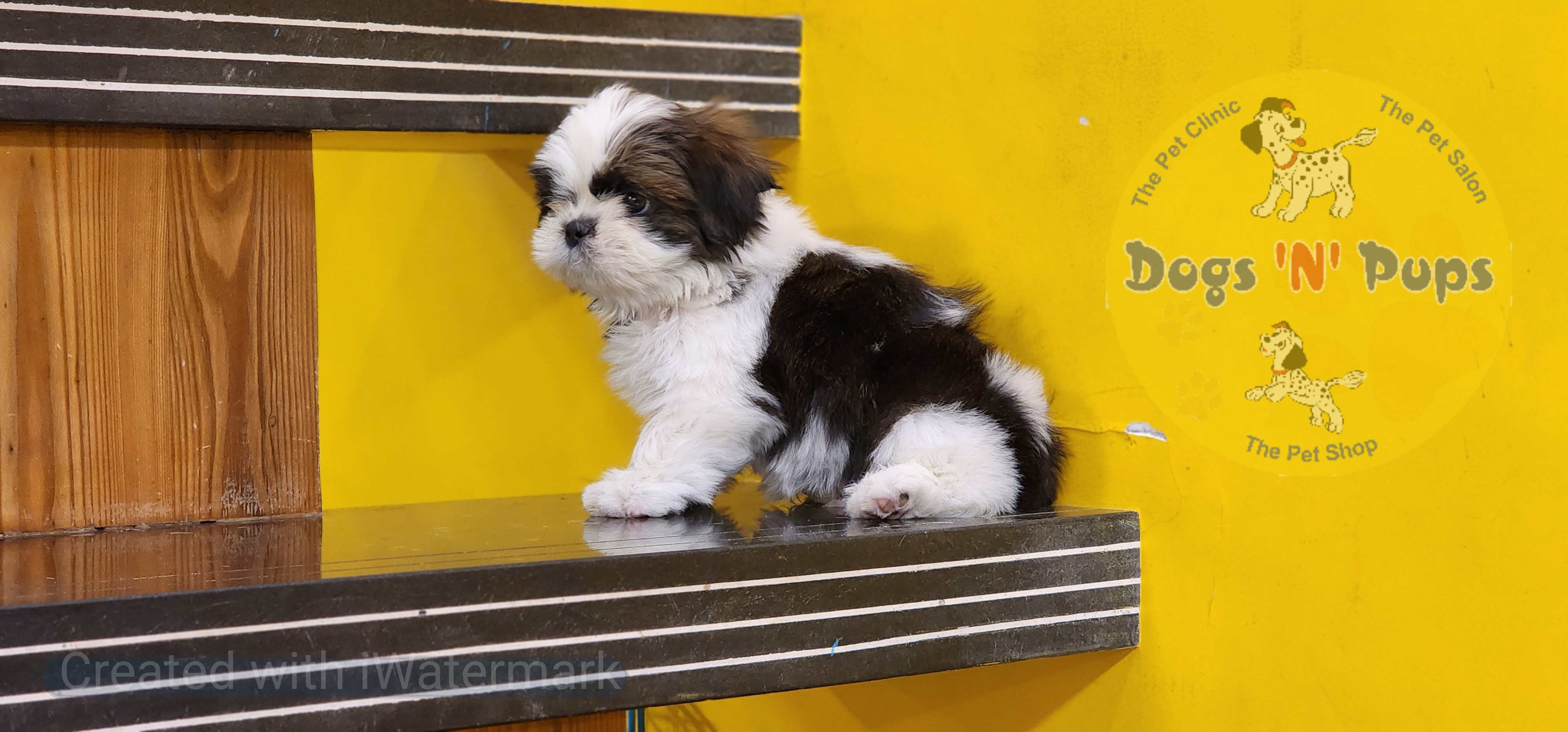 Shihtzu  image 4