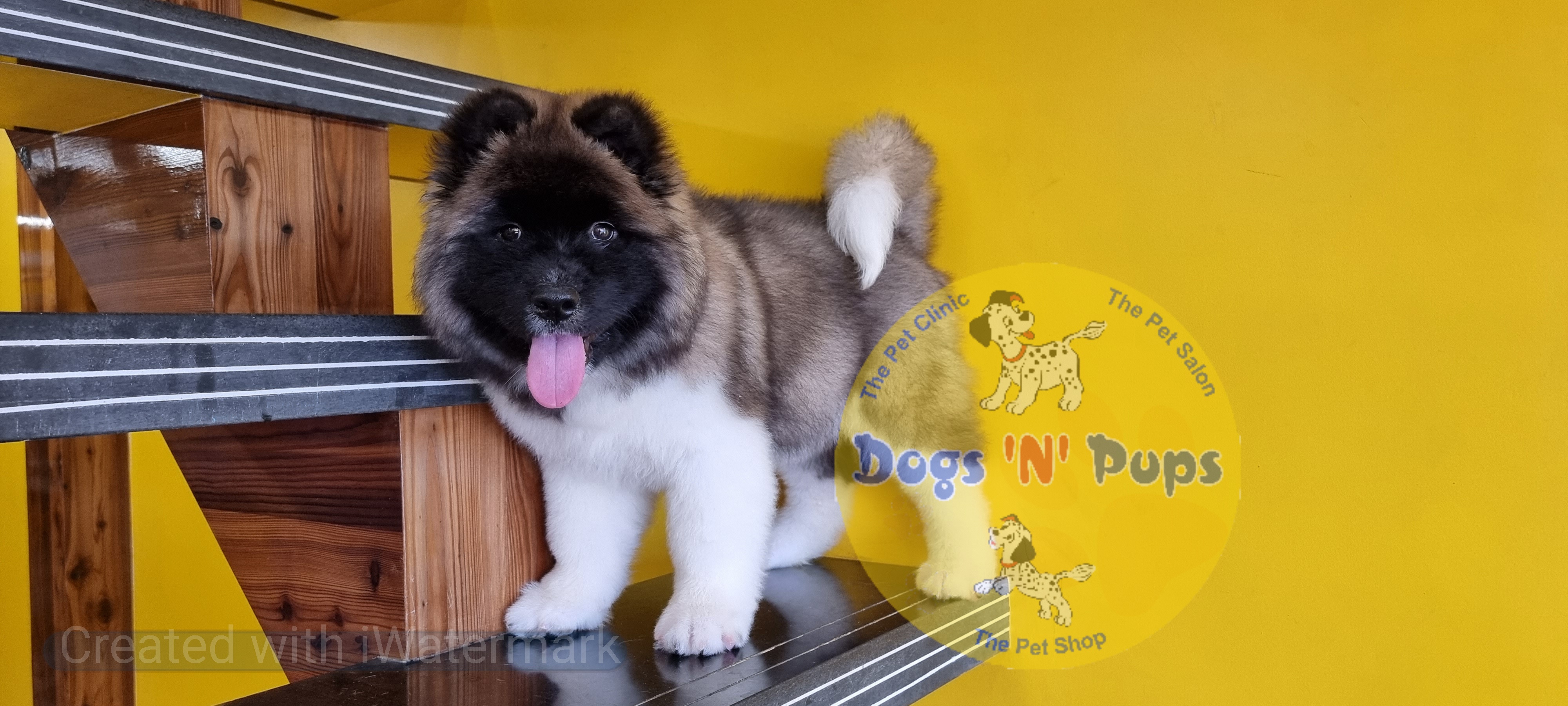 American Akita image 5