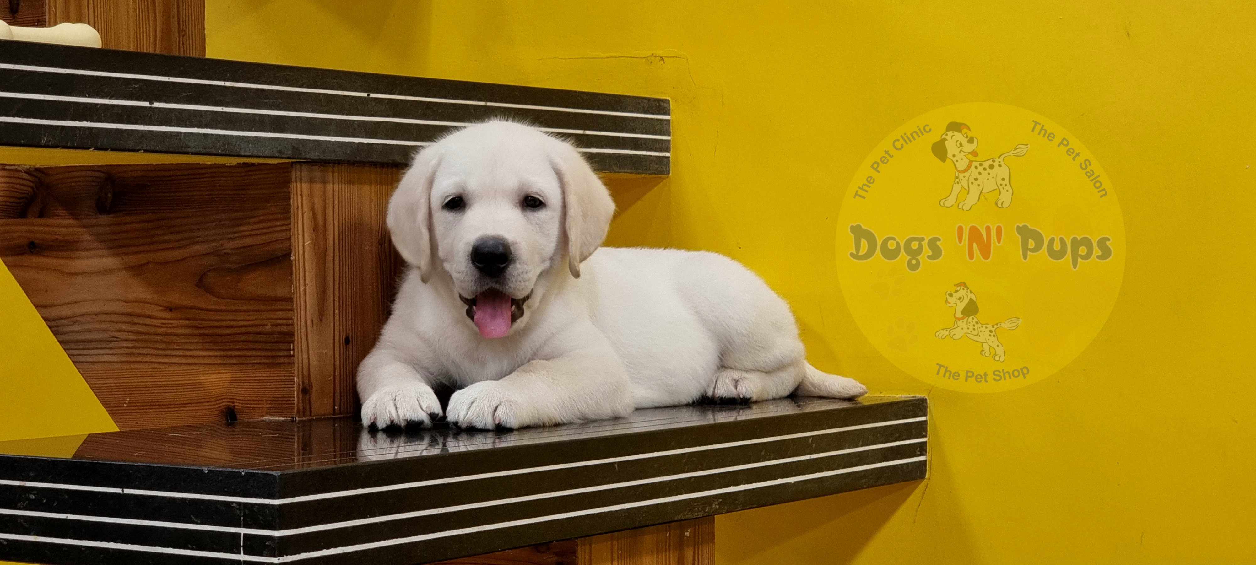 next dog posted image