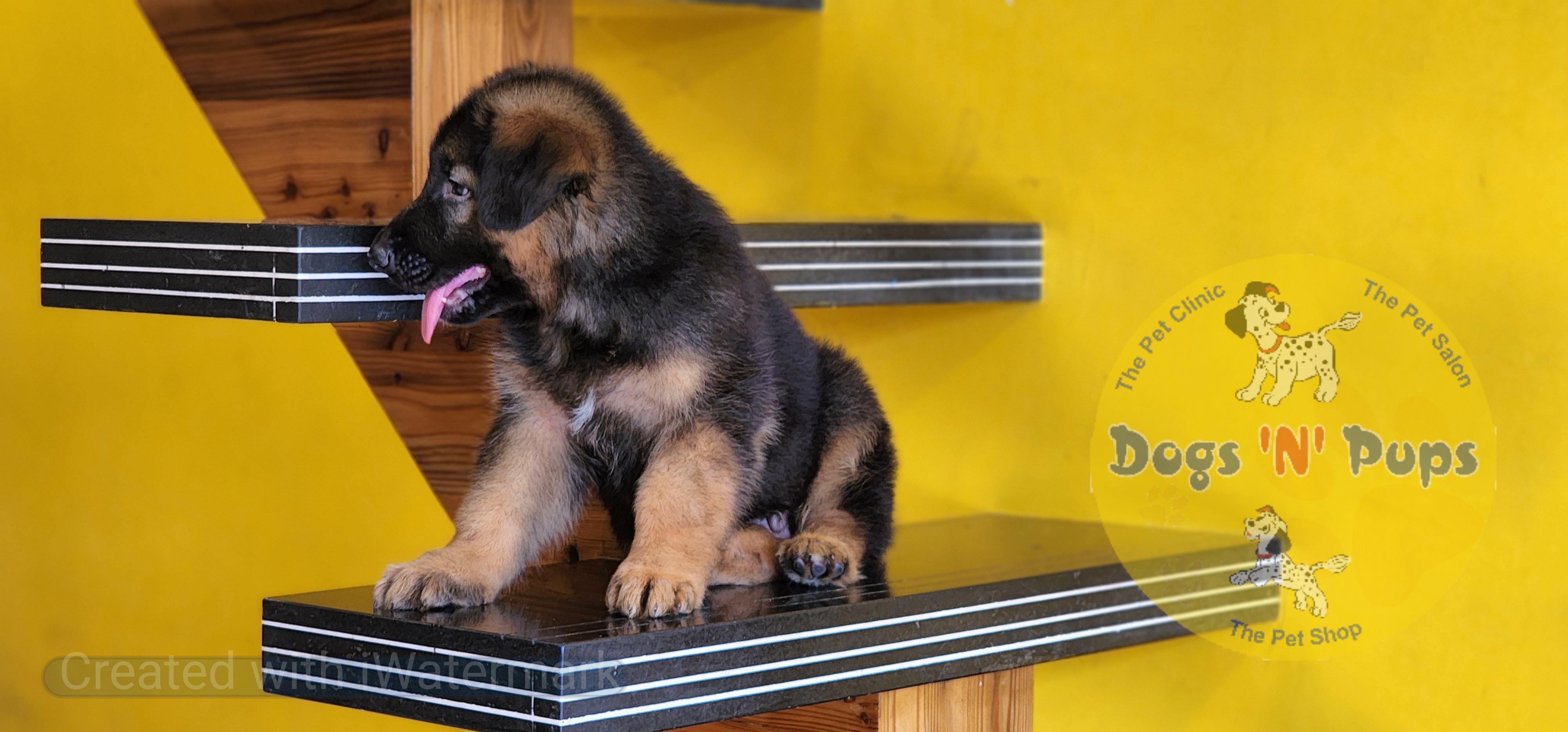 German shepherd  image 5