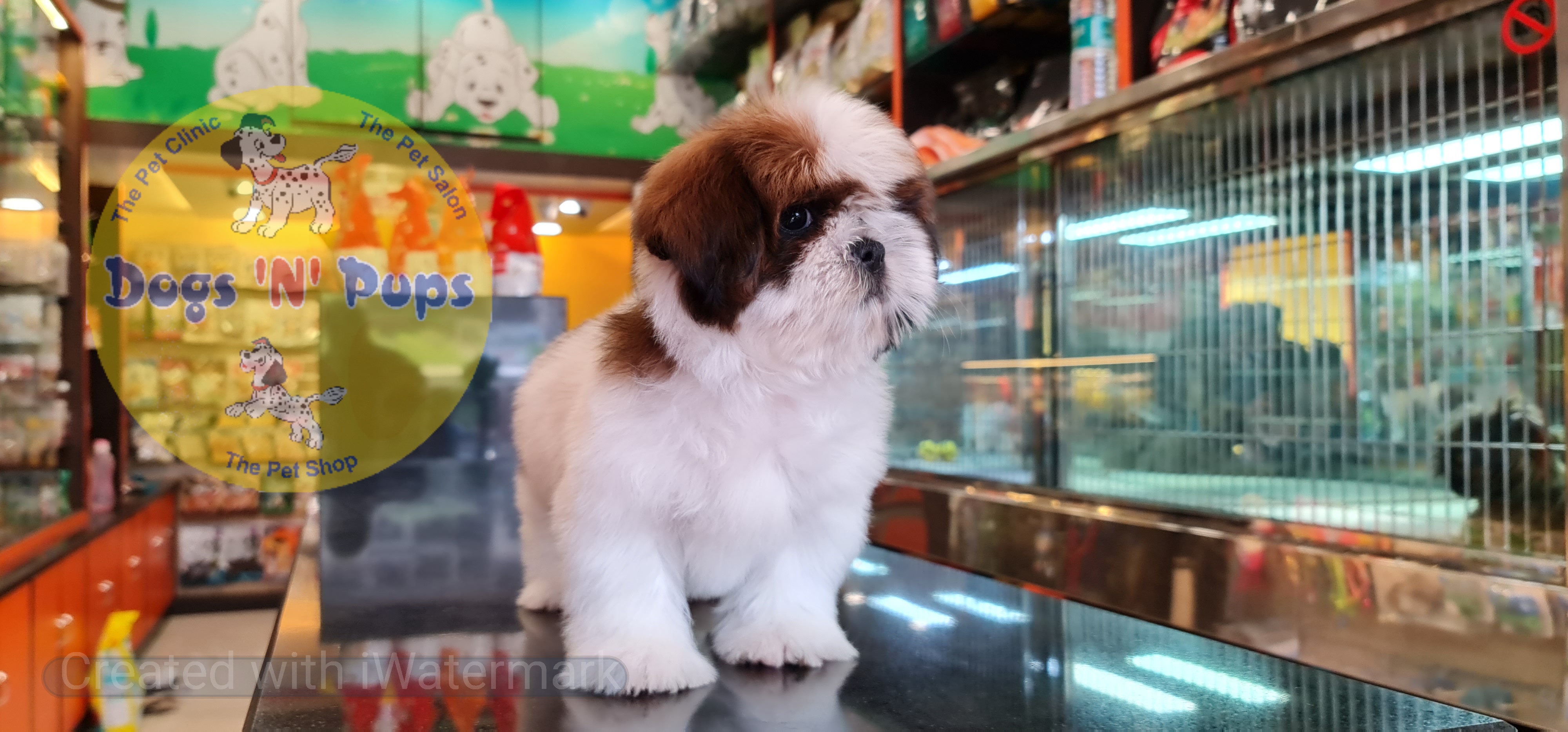 Shihtzu puppy image 16