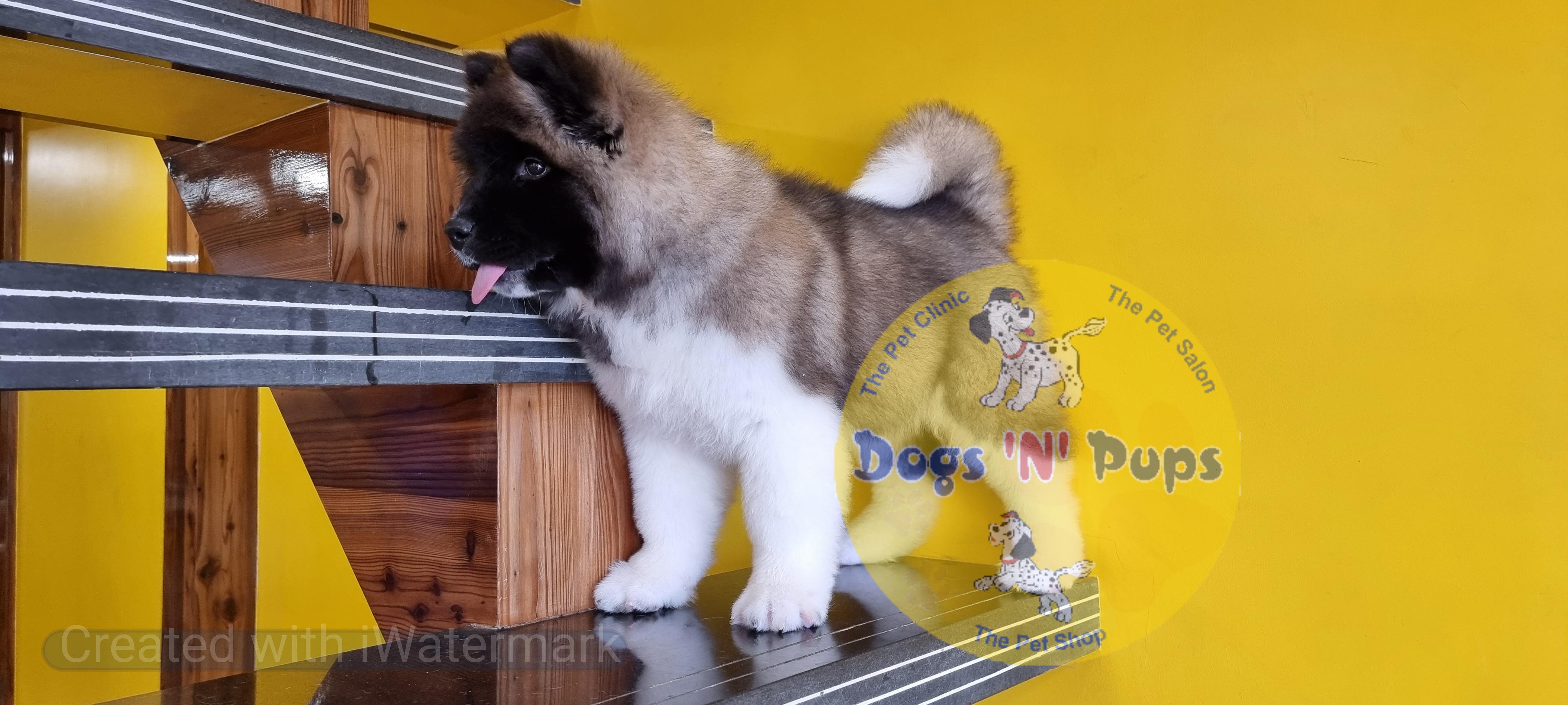 American Akita image 10