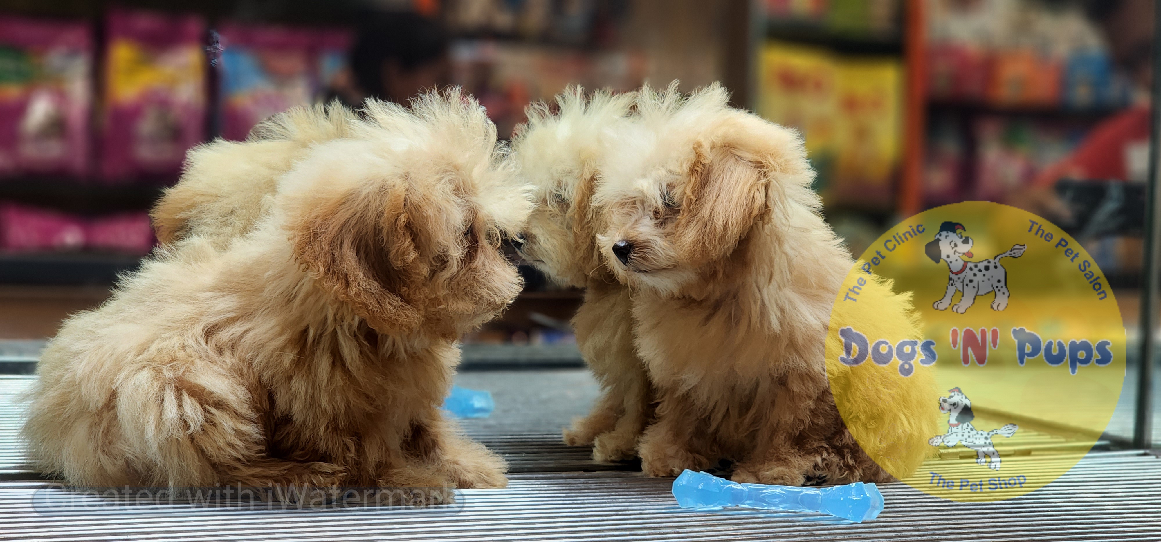 Poodle   Teacup image 3