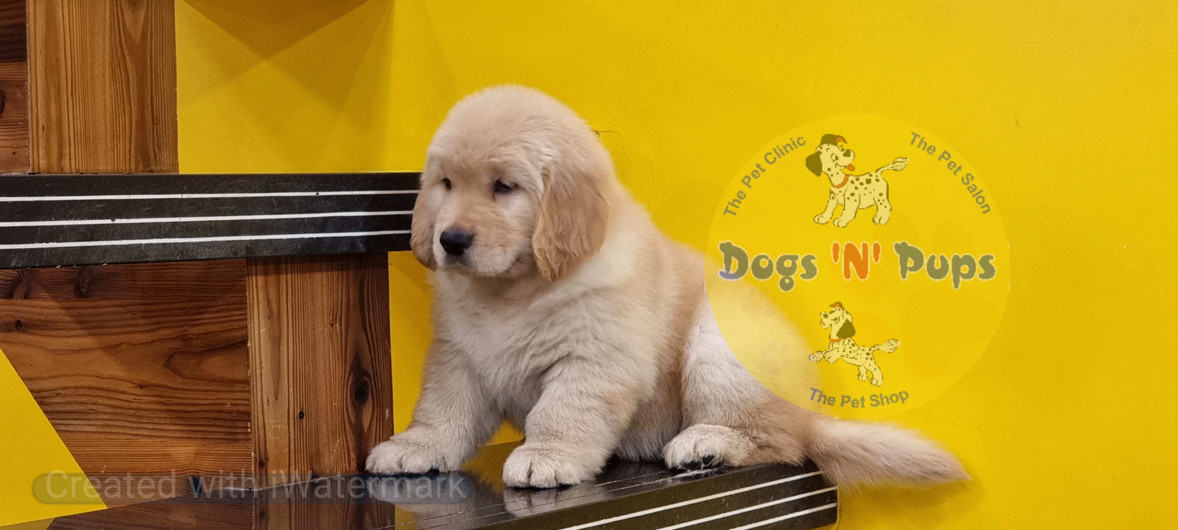 next dog posted image