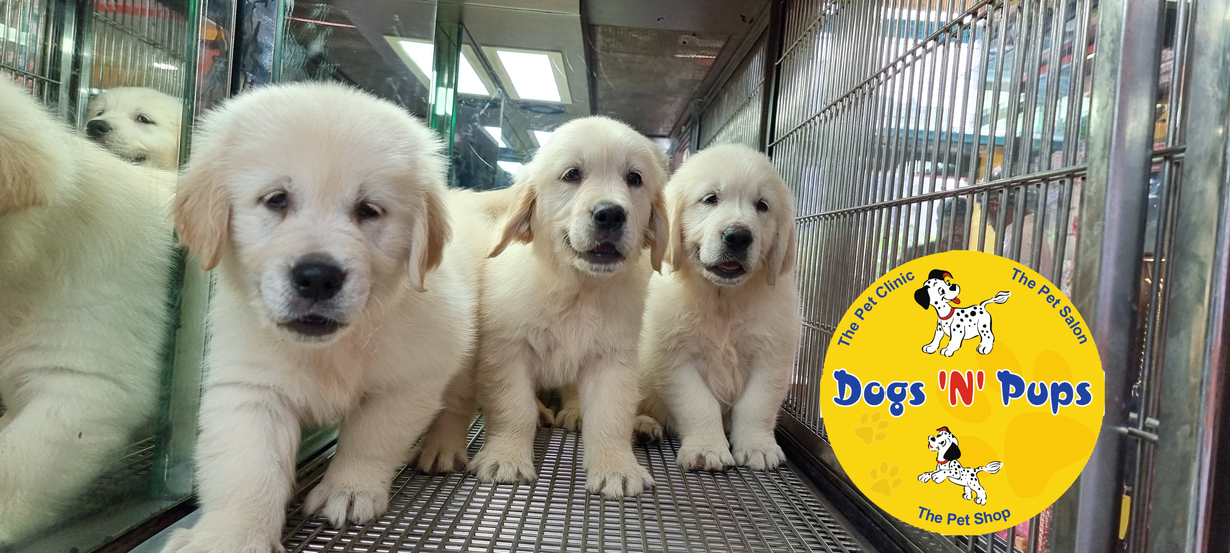 Golden retriever  image 3