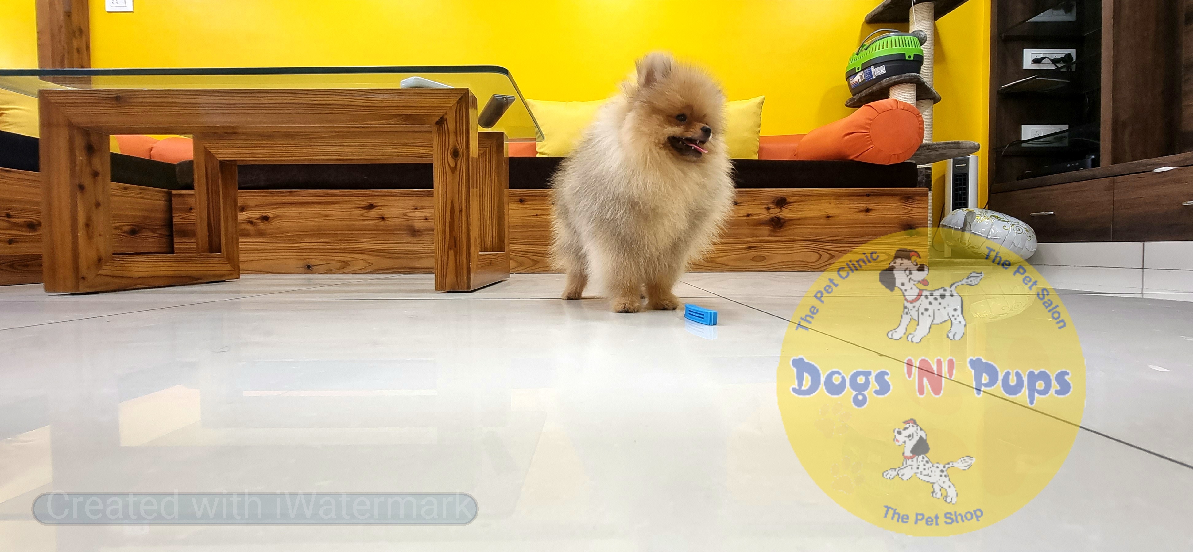 Toy pomeranian  image 5